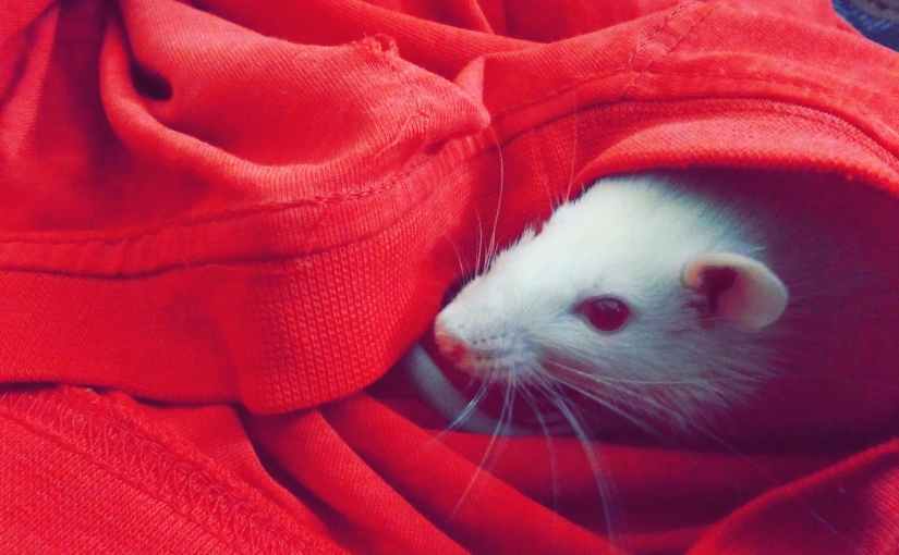 And the Mouse&nbsp;Says…