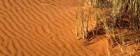 green grasses on sahara --