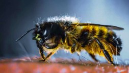 yellow and black bee in macro photography