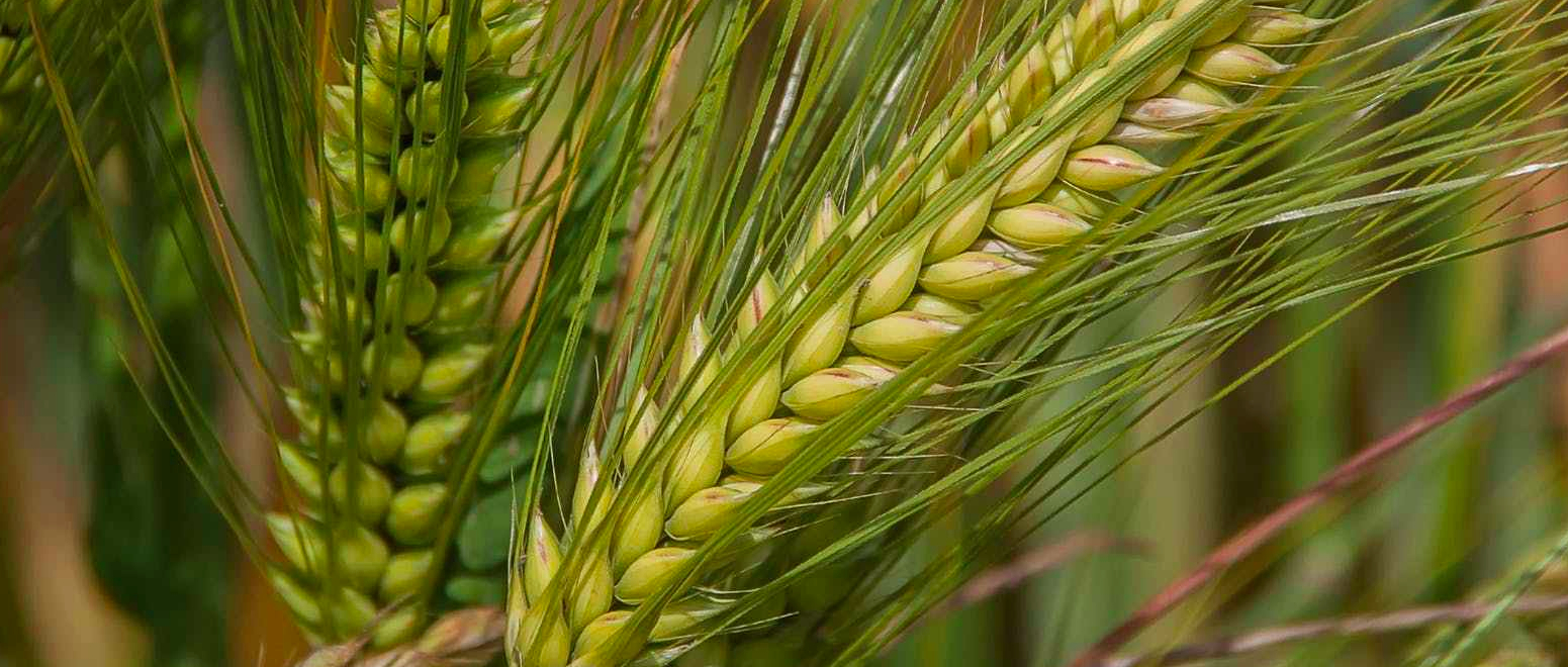 sheaf of wheat, image for decoration