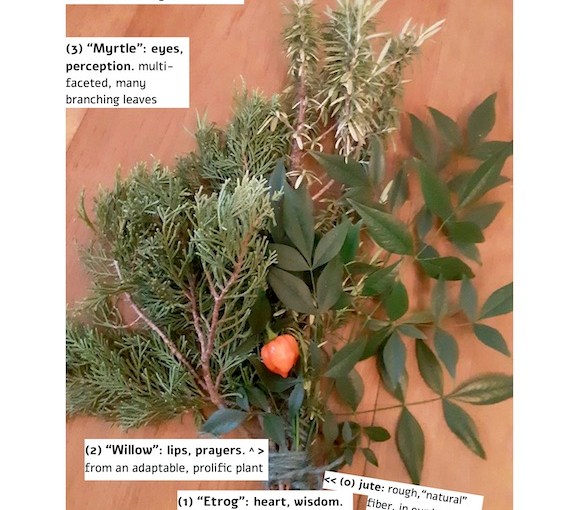 green branches of three types and tiny orange, somewhat rounded pepper with annotations: 1) "Etrog": heart, wisom. Smaller, less sweet, hotter this year than previously. (2) "Willow": lips, prayers, from an adaptable prolific plant; (3) "Myrtle": eyes, perception. multifaceted, many branching leaves. (4) "Lulav": spine, strength, from plant that has persisted thru time and neglect. (0) jute: rough, "natural" fiber, in our hands through labor of others.