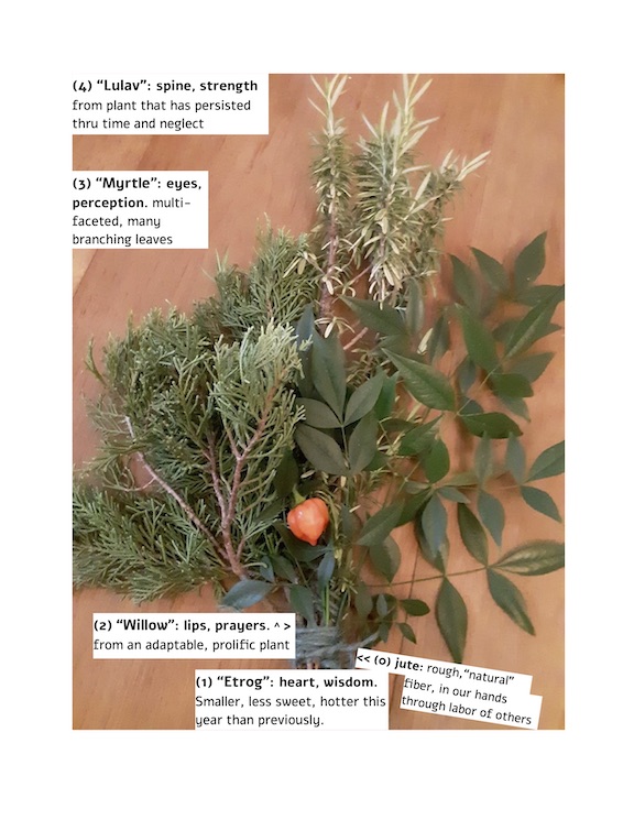 green branches of three types and tiny orange, somewhat rounded pepper with annotations: 1) "Etrog": heart, wisom. Smaller, less sweet, hotter this year than previously. (2) "Willow": lips, prayers, from an adaptable prolific plant; (3) "Myrtle": eyes, perception. multifaceted, many branching leaves. (4) "Lulav": spine, strength, from plant that has persisted thru time and neglect. (0) jute: rough, "natural" fiber, in our hands through labor of others.